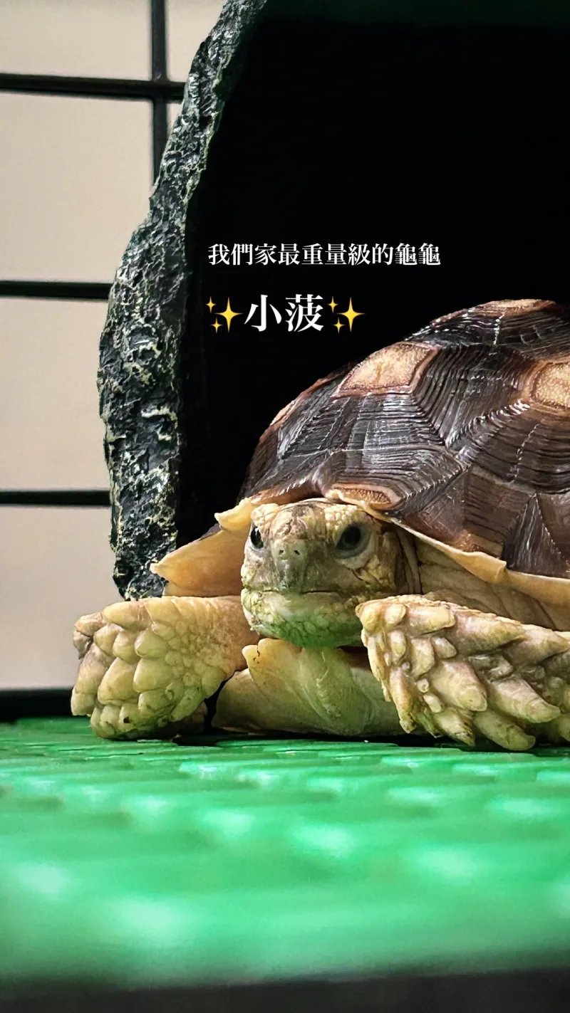 Hsin-Ho 貼文圖片
